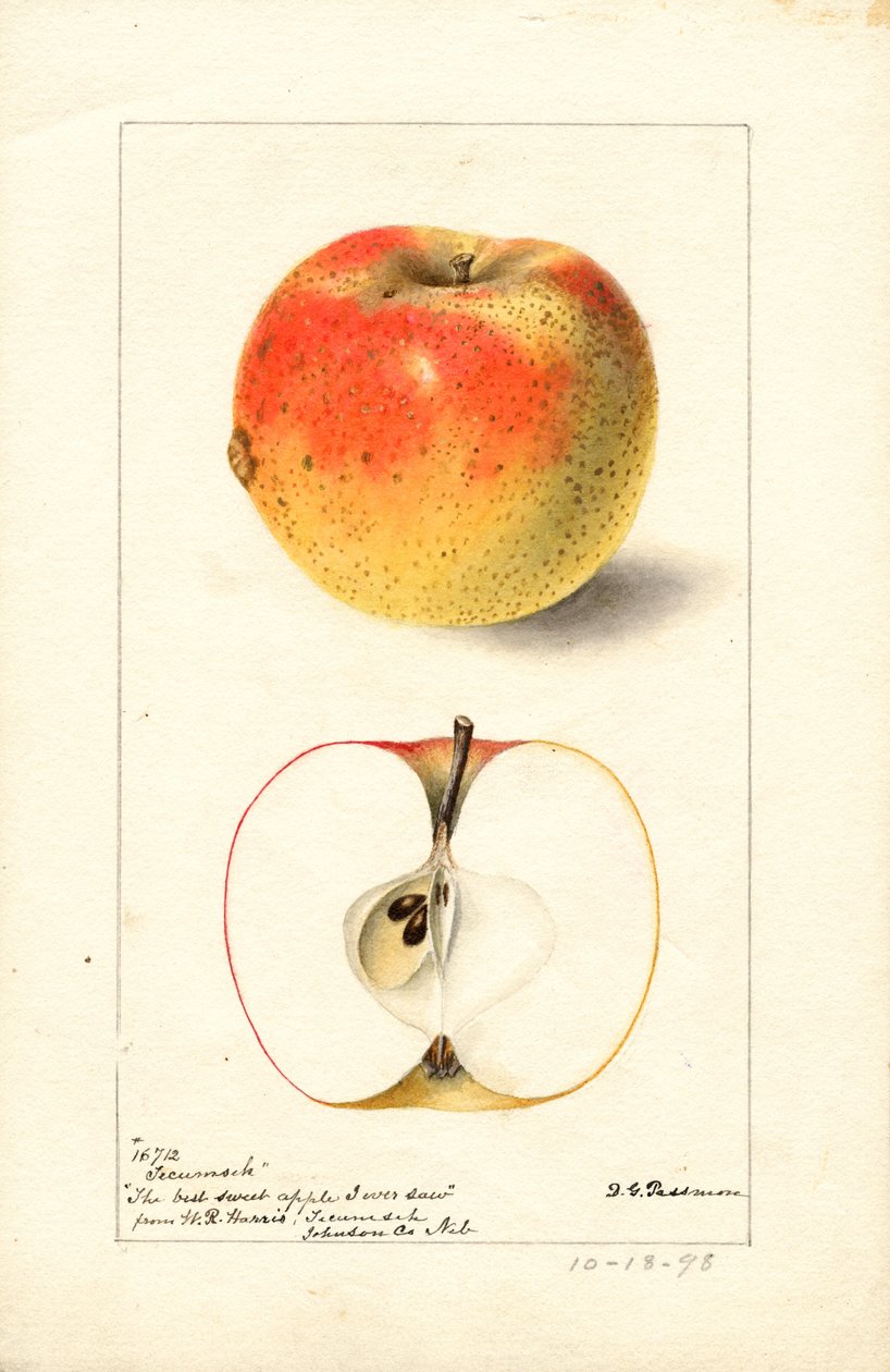 特库姆塞苹果（Malus domestica）（水彩画） 作者 黛博拉·格里斯科姆·帕斯莫尔