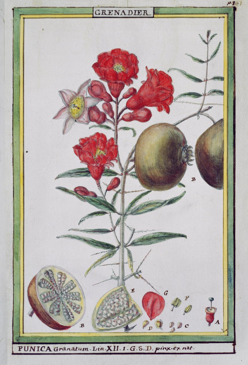 石榴树，来自佛罗里达州或托里德蔬菜的物理经济史，1789年 作者 德拉海