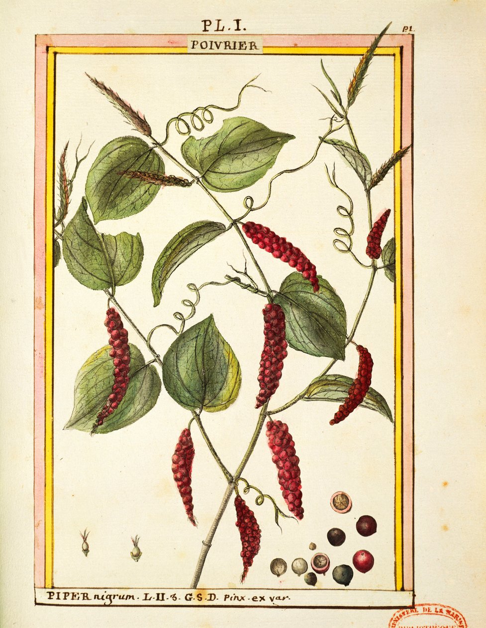 黑胡椒玉米（Piper nigrum），德拉赫耶的水彩画 作者 德拉哈耶德拉哈耶