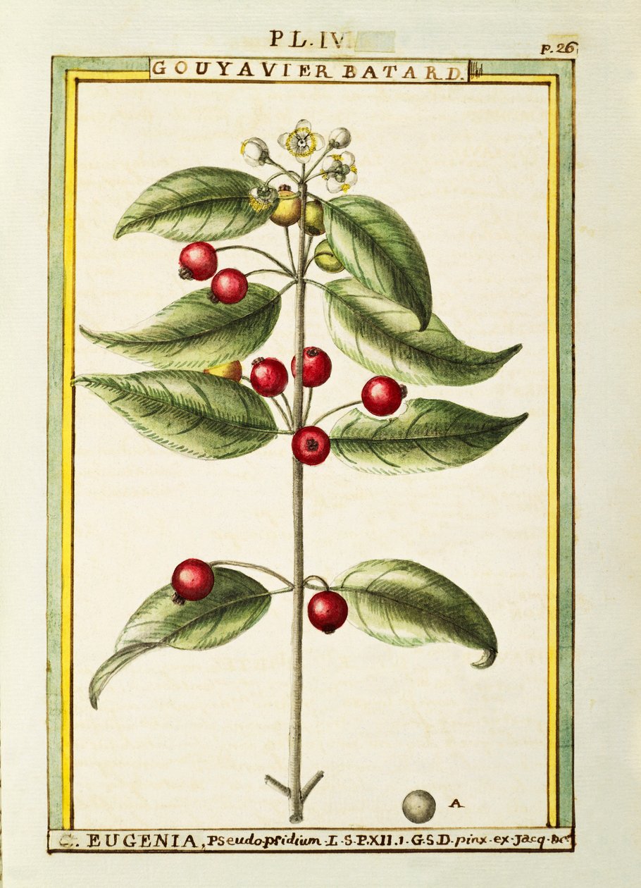 刷子樱桃（Eugenia pseudo-pridium），Delahaye的水彩画。 作者 德拉哈耶德拉哈耶