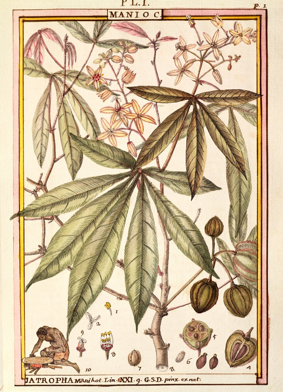 木薯（Jatropha manihot），Delahaye创作，水彩画 作者 德拉哈耶德拉哈耶