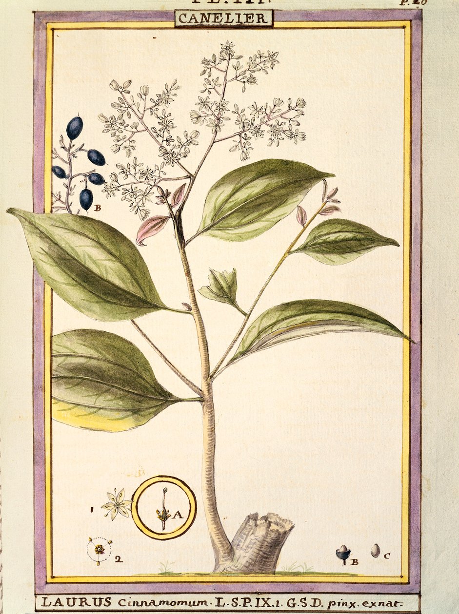 肉桂（Laurus cinnamomum），Delahaye的水彩画 作者 德拉哈耶德拉哈耶