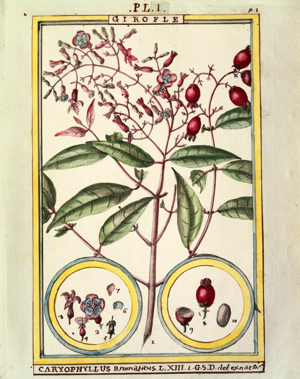 丁香（Caryophyllus Aromaticus），Delahaye的水彩画 作者 德拉哈耶德拉哈耶