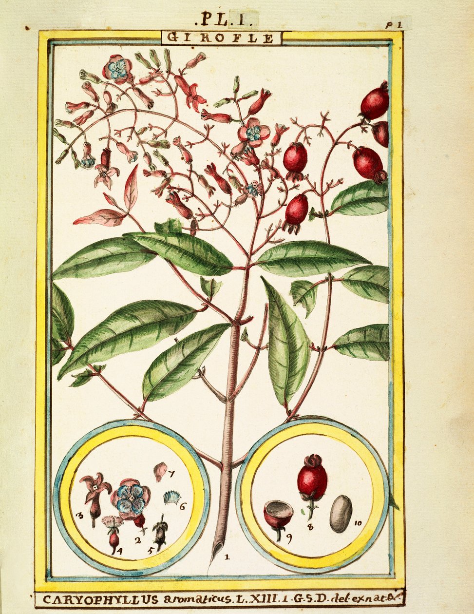 丁香（Caryophyllus Aromaticus），Delahaye的水彩画 作者 德拉哈耶德拉哈耶