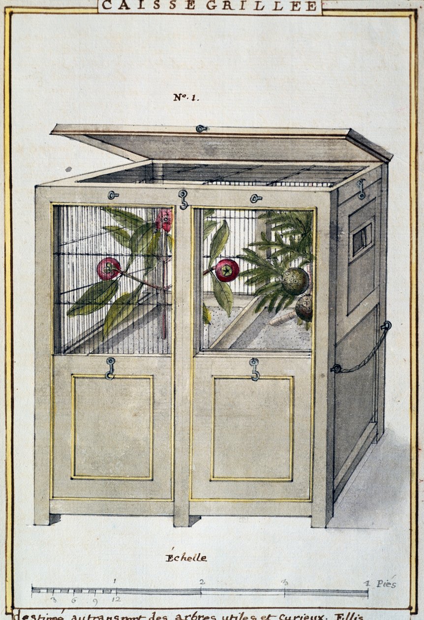 用于运输有用和有趣的树木的容器，Delahaye的水彩画，基于Florindie ou Histoire physico-economique des vegetaux de la Torride（热带地区植物的物理-经济史）。 作者 德拉哈耶德拉哈耶
