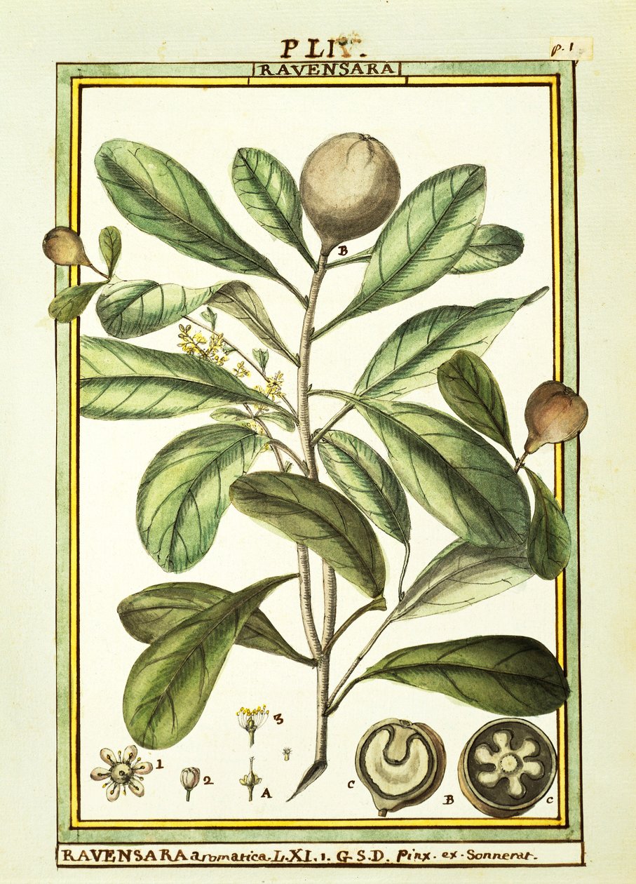 Cryptocarya Aromatica，Delahaye的水彩画 作者 德拉哈耶德拉哈耶