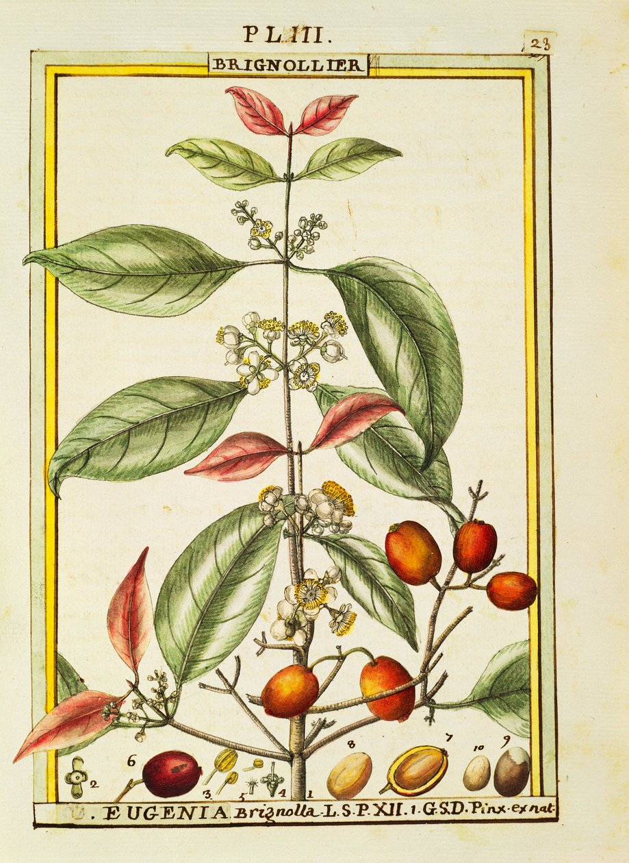 Eugenia Brignolla，Delahaye的水彩画 作者 德拉哈耶德拉哈耶