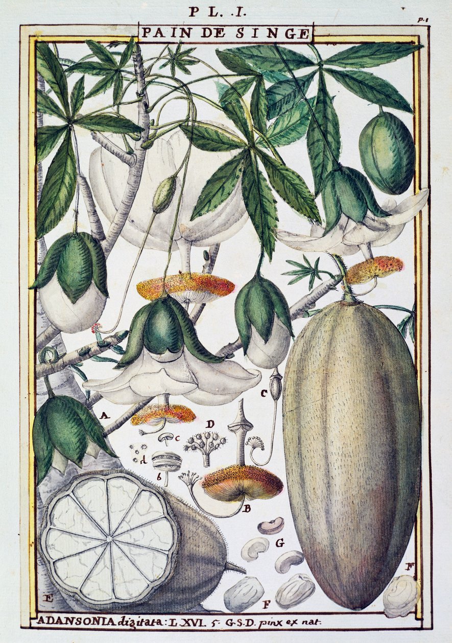 猴面包树（Adansonia digitata）的果实和花朵，作者Delahaye，来自Florindie ou Historie physico-economique des Vegetaux de la Torride。 作者 德拉哈耶德拉哈耶
