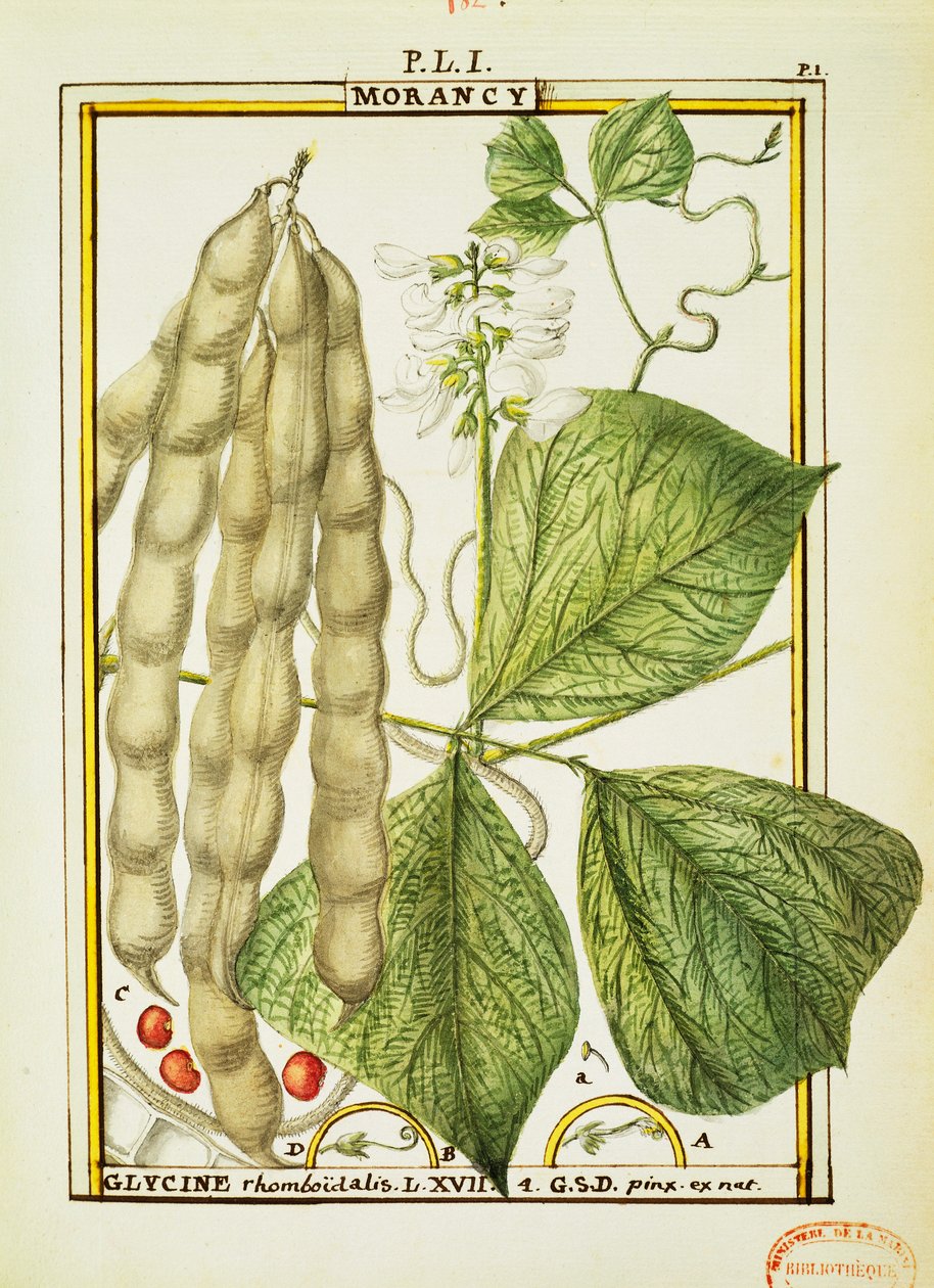 Glycine Rhomboidalis，Delahaye的水彩画 作者 德拉哈耶德拉哈耶