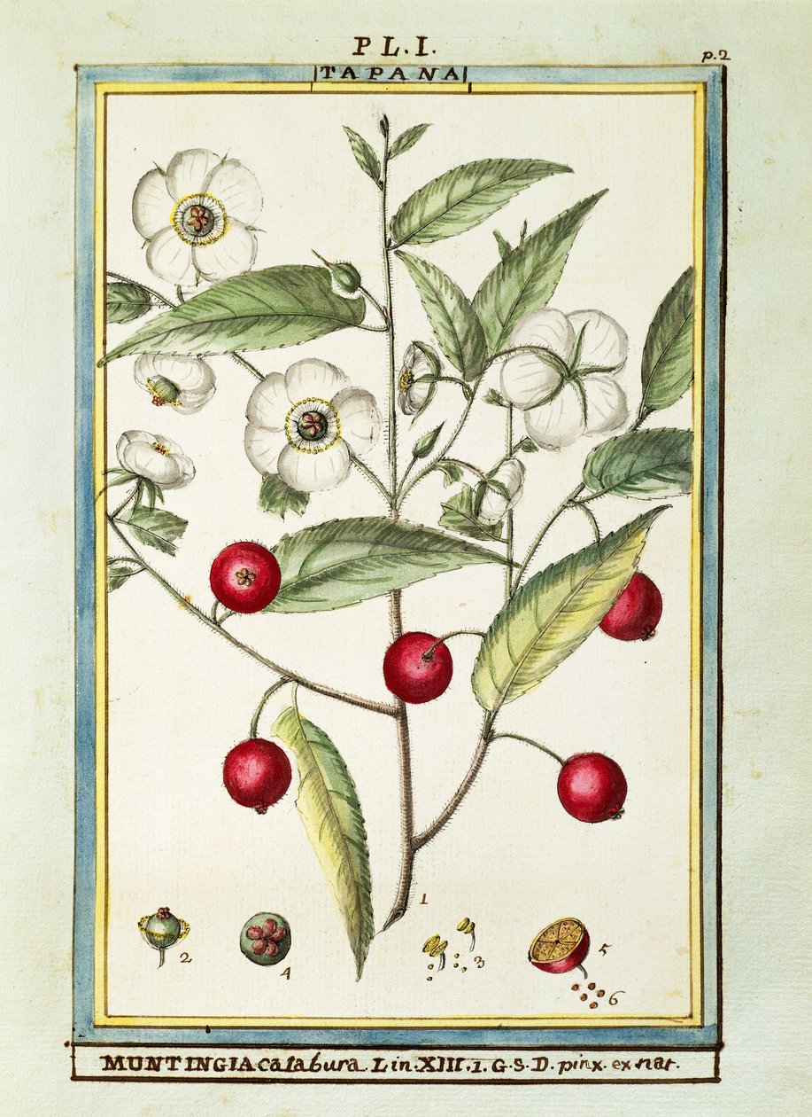 牙买加樱桃（Muntingia calabura），Delahaye的水彩画 作者 德拉哈耶德拉哈耶