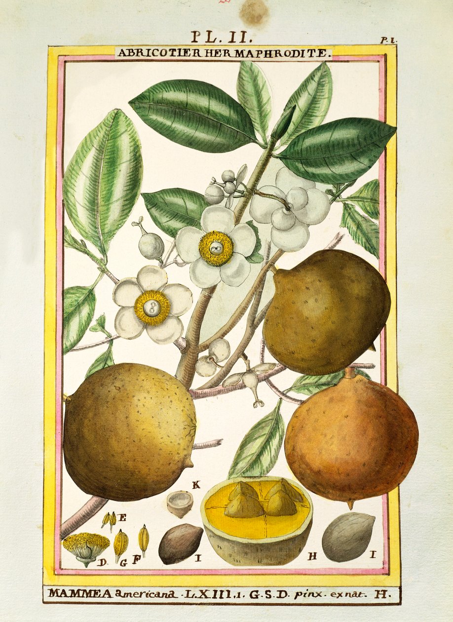 美洲苹果（Mammea americana），Delahaye的水彩画。 作者 德拉哈耶德拉哈耶