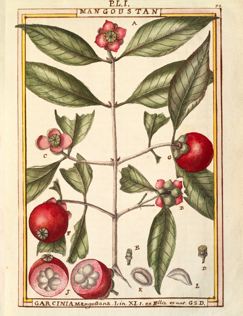 山竹（Garcinia mangostana），Delahaye的水彩画 作者 德拉哈耶德拉哈耶