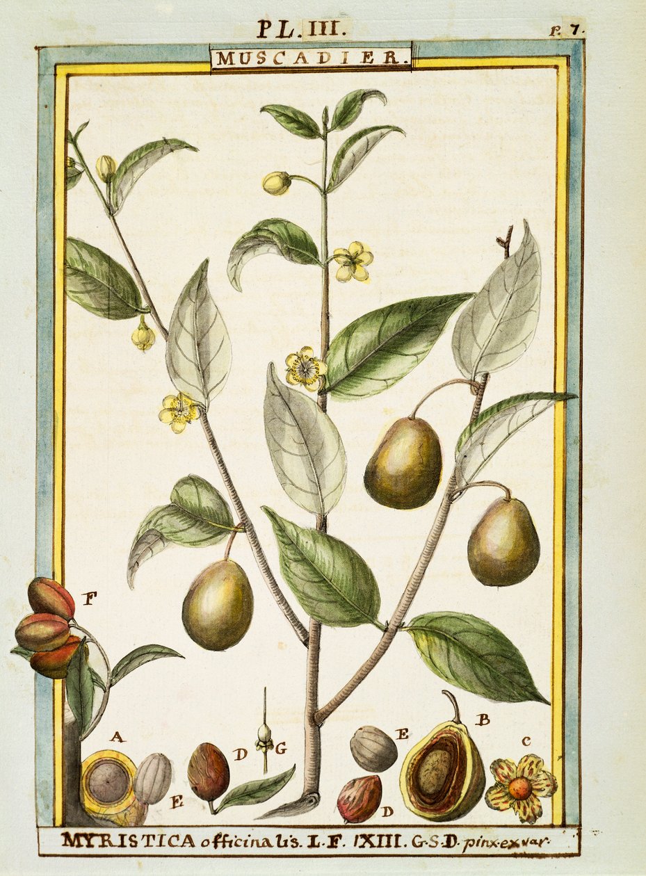 肉豆蔻（Myristica fragrans or officinalis），Delahaye的水彩画。 作者 德拉哈耶德拉哈耶
