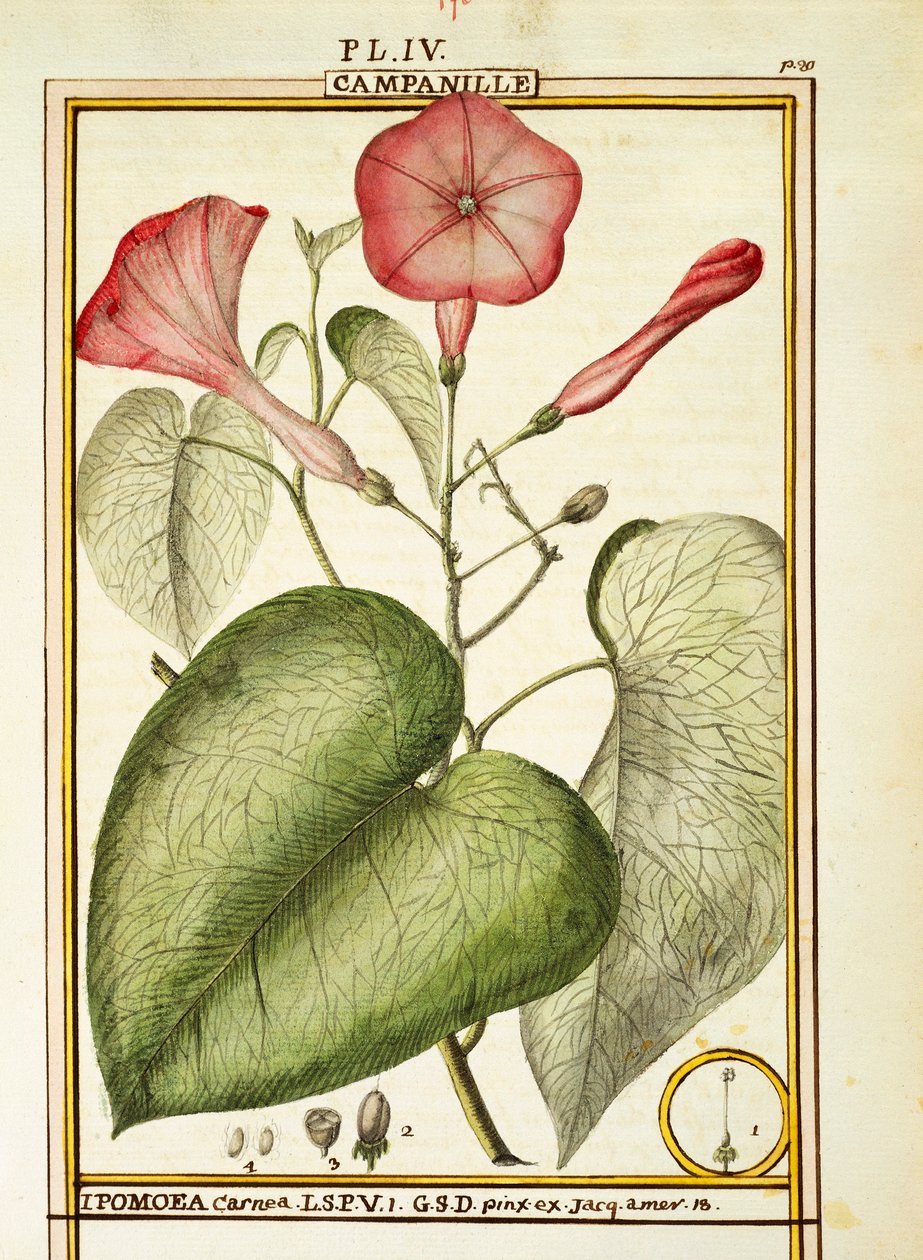 粉色牵牛花（Ipomoea Carnea），Delahaye的水彩画 作者 德拉哈耶德拉哈耶