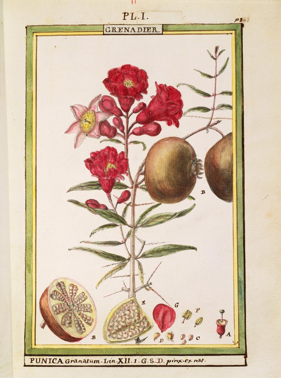 石榴（Punica granatum），Delahaye的水彩画 作者 德拉哈耶德拉哈耶