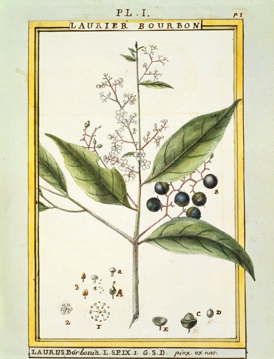 红海湾树（Laurus borbonia或Persea carolinensis），Delahaye的水彩画 作者 德拉哈耶德拉哈耶