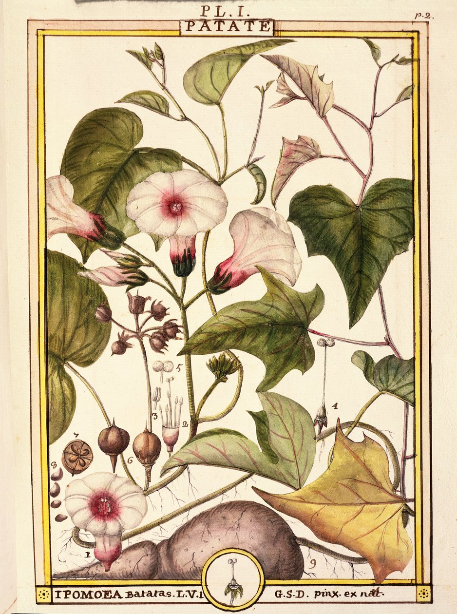 红薯（Ipomea batatas），Delahaye创作，水彩画 作者 德拉哈耶德拉哈耶