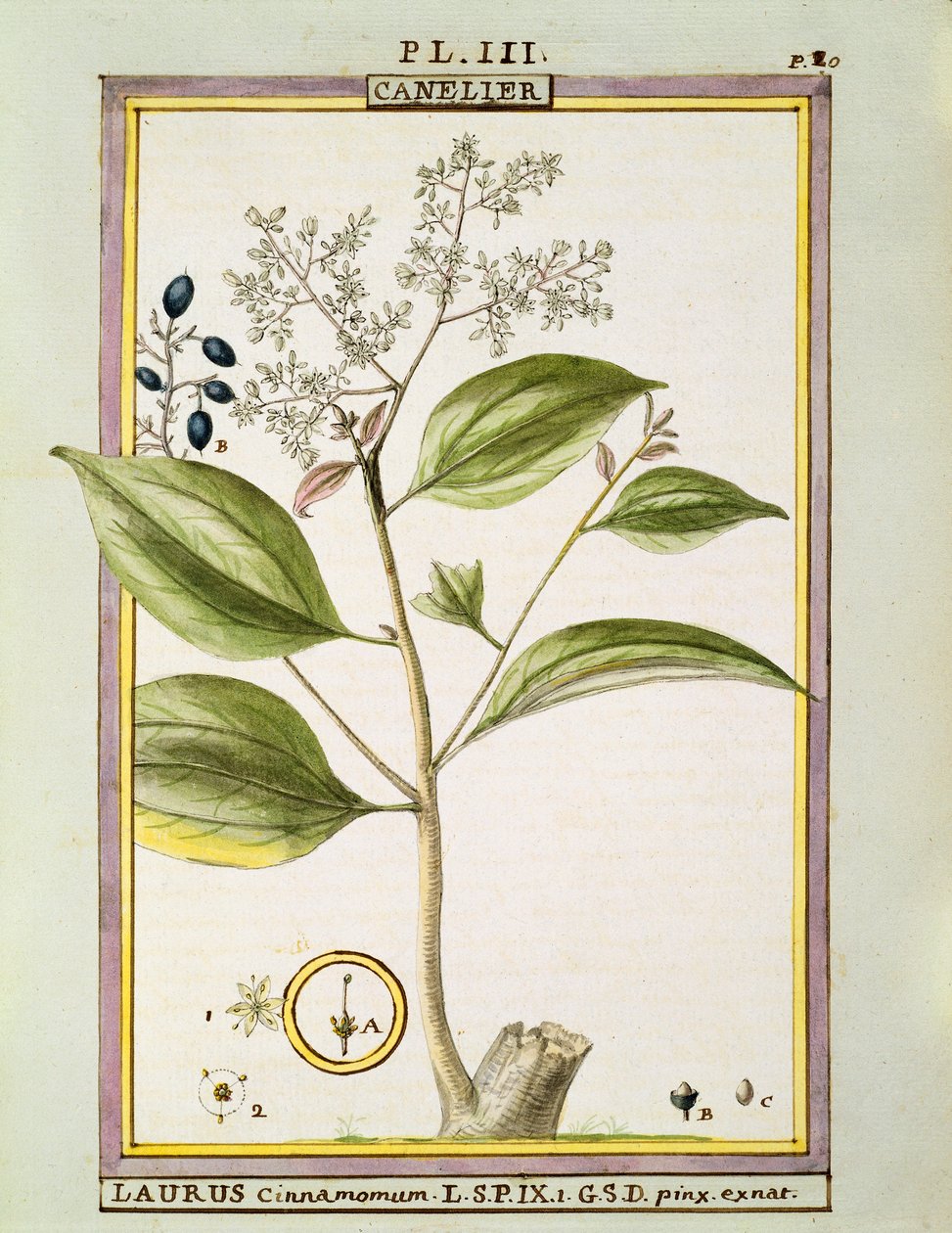真肉桂（Cinnamomum Verum），Delahaye的水彩画 作者 德拉哈耶德拉哈耶