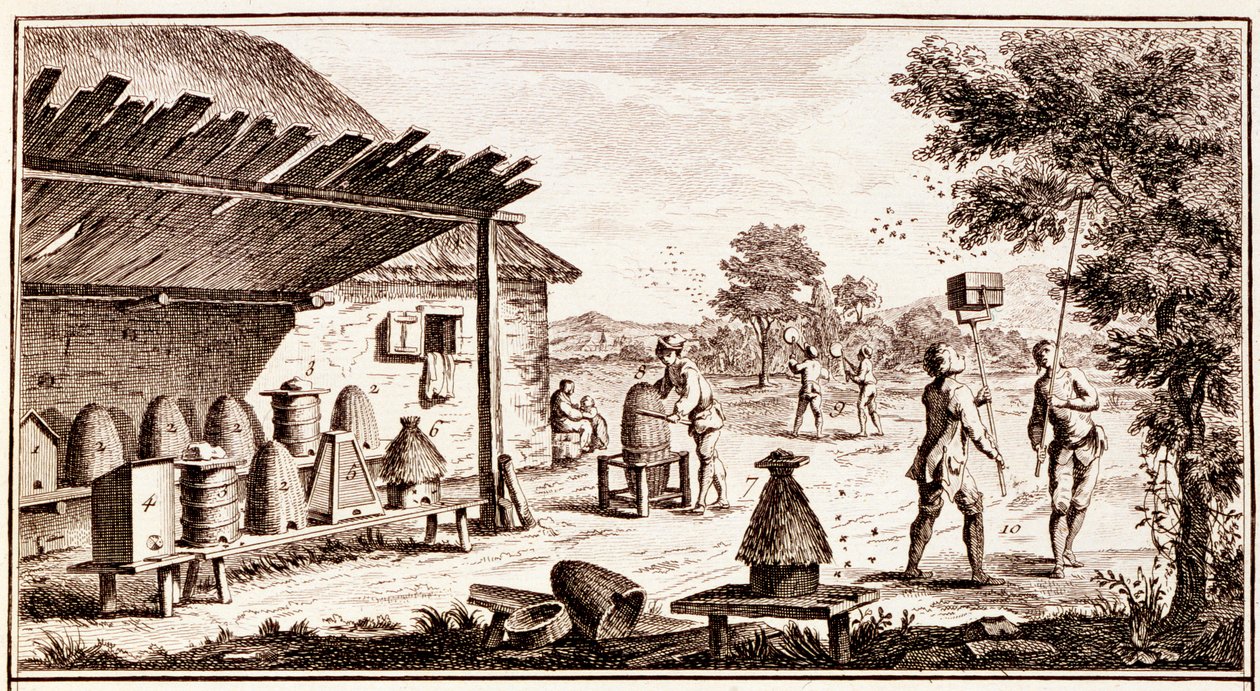 养蜂业，来自科学词典，c.1770雕刻细节746836 作者 丹尼斯·狄德罗