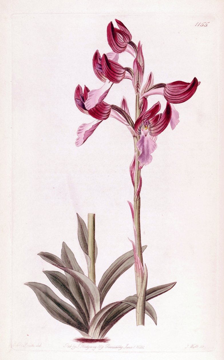 Anacamptis papilionacea的例证 作者 设计者