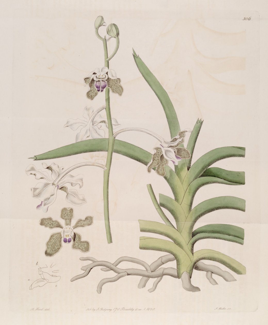 Vanda tessellata的插图（作为syn.Vanda roxburghii） 作者 设计者