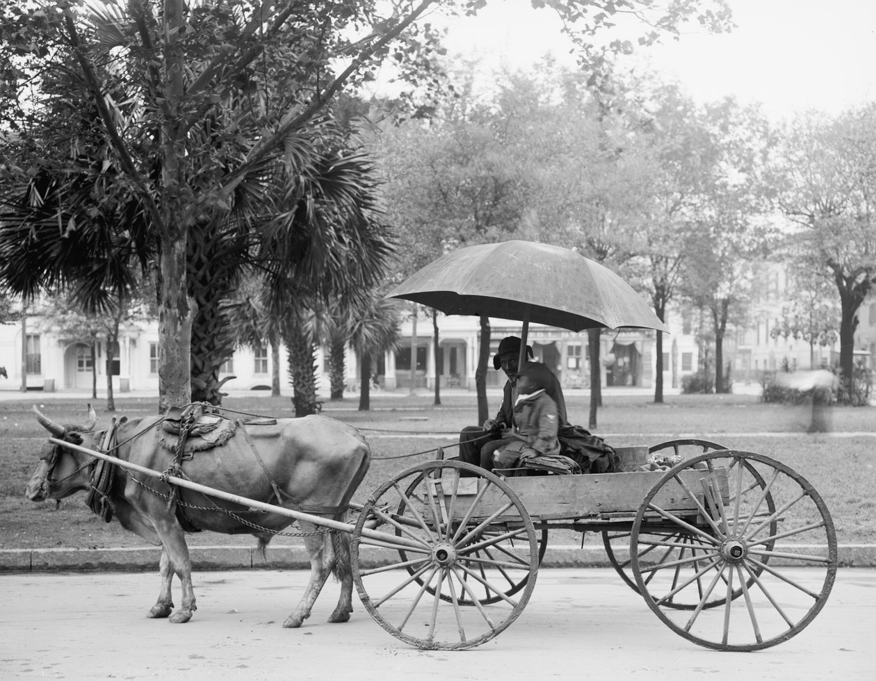 Bovinmobile in Savannah, Georgia 作者 底特律出版公司
