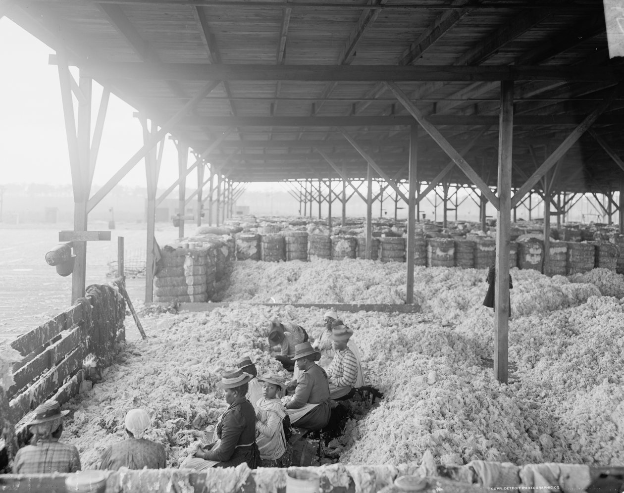 Sorting cotton for the Atlantic Cotton Compress Company, Pensacola, Florida 作者 底特律出版公司