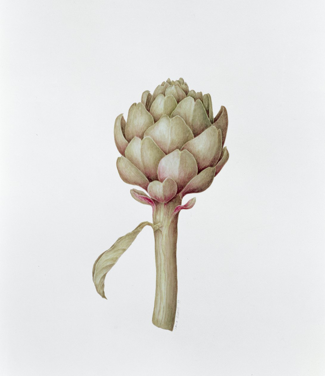 朝鲜蓟，1999年 作者 戴安娜·埃弗里特（Diana Everett）