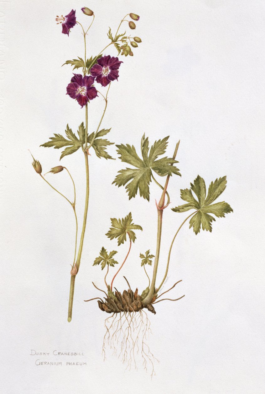 Dusky Cranesbill（纸上的wc） 作者 戴安娜·埃弗里特（Diana Everett）