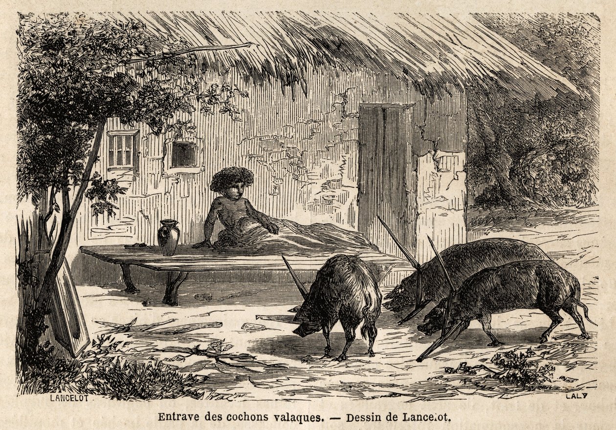 Obstructions of the anterieties, thus immobilized, of valaque pigs, in Romania. Engraving to illustrate the voyage from Paris to Bucharest, by Lancelot, draftsman, in 1860, published in “Le tour du monde, nouveau journal des voyages”, under the direction o 作者 Dieudonne Auguste Lancelot