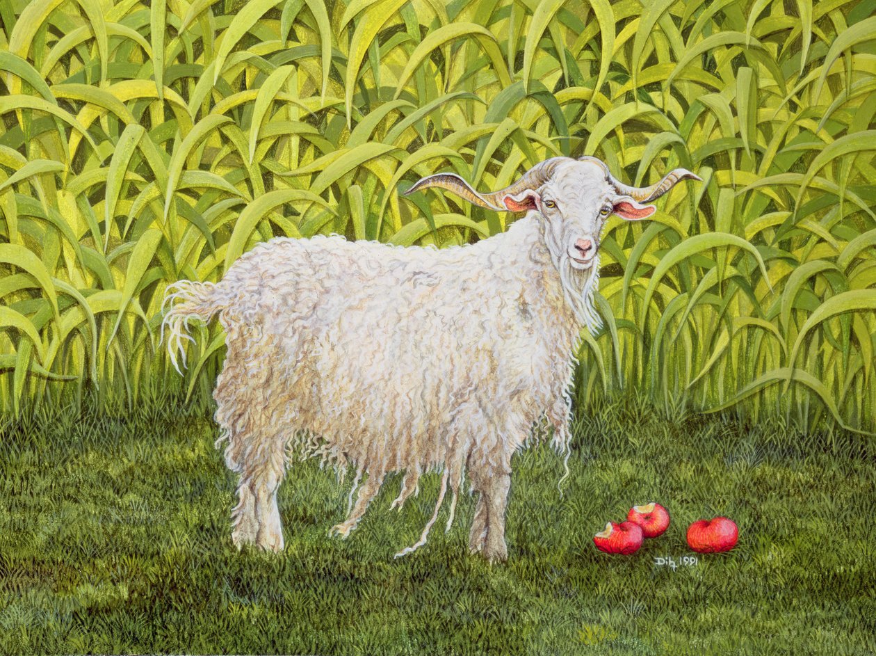 阿兰斯山羊 作者 迪兹