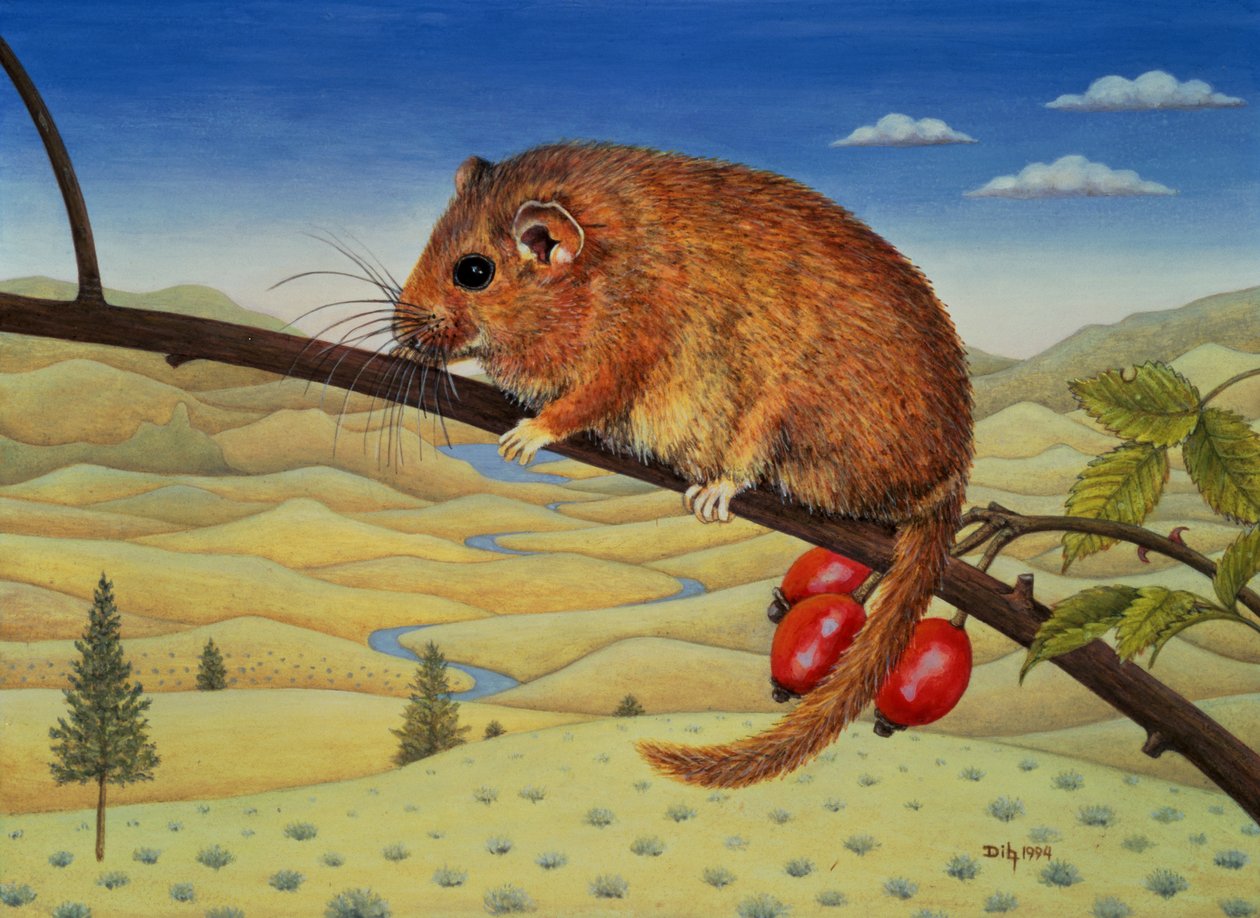 睡鼠二号，1994年 作者 迪兹