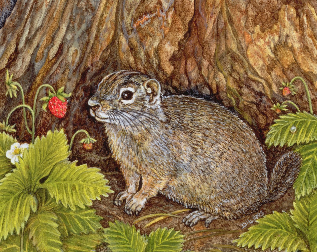 Eagle Creek，Wild Strawberry，Ground Squirrel，1995（面板上的丙烯酸树脂） 作者 迪兹