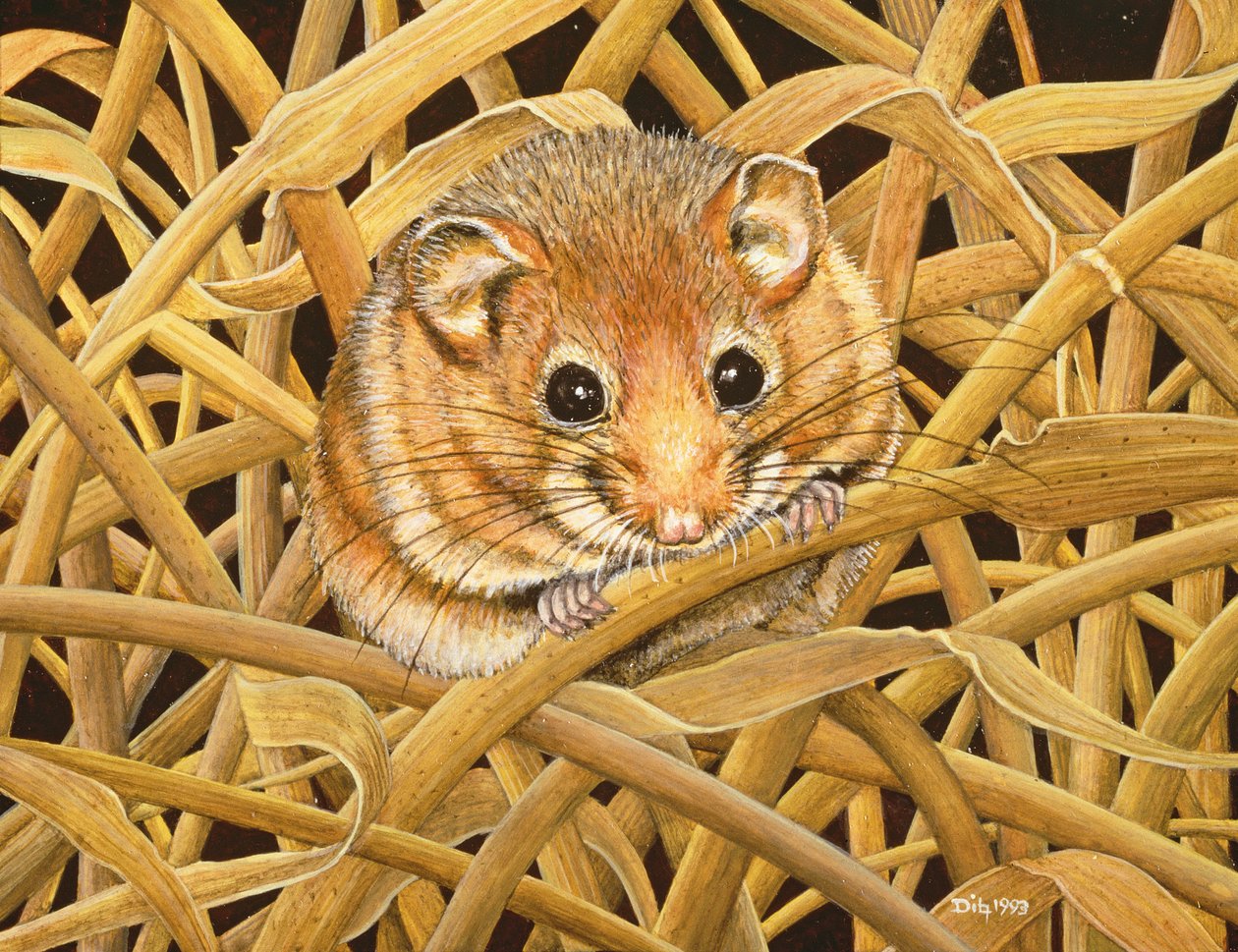 Edible Dormouse，1993 作者 迪兹