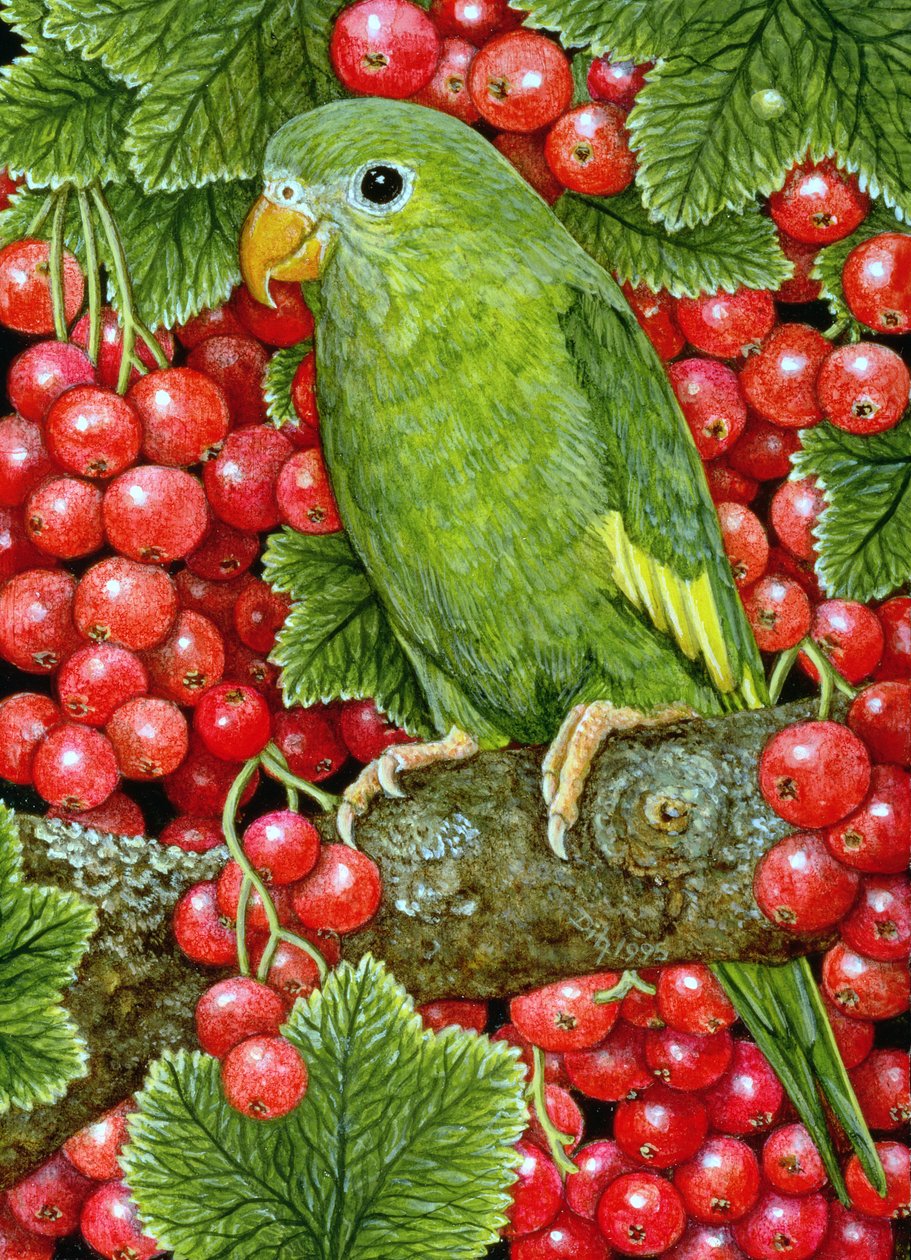 Redcurrant-Parakeet，1995（面板上的丙烯酸树脂） 作者 迪兹