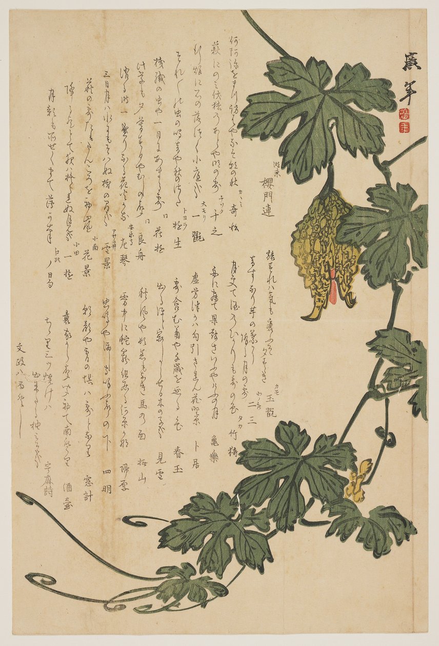 苦瓜，1825年（彩色木版画） 作者 渡渡太郎
