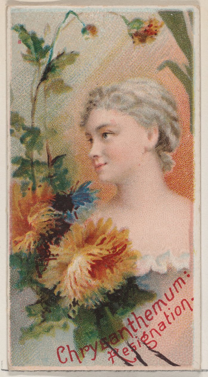菊花：辞职，出自《花之美和花之语》系列N75 ...，1892年。 作者 唐纳森兄弟