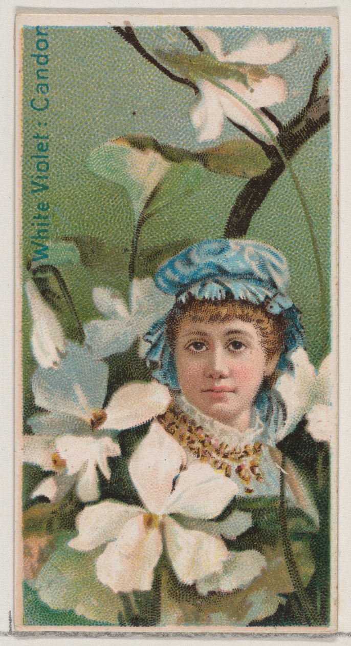 白色的紫罗兰：诚实，来自《花之美和花之语》系列的N75，为杜...，1892年。 作者 唐纳森兄弟