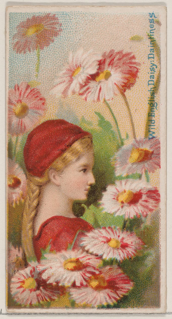 英国野生雏菊：Daintiness，选自《花之美和花之语》系列N...，1892年。 作者 唐纳森兄弟