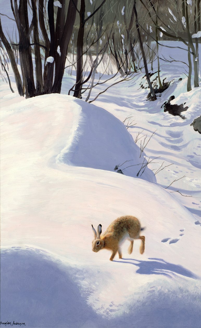 雪中野兔 作者 道格拉斯·安德森