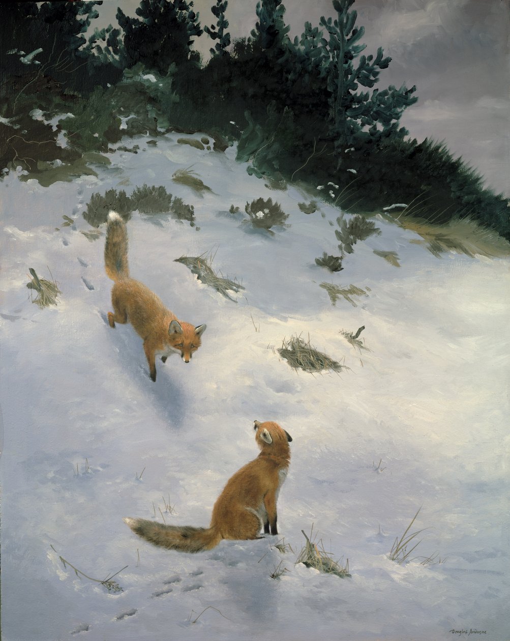 一见钟情，雪地狐狸 作者 道格拉斯·安德森