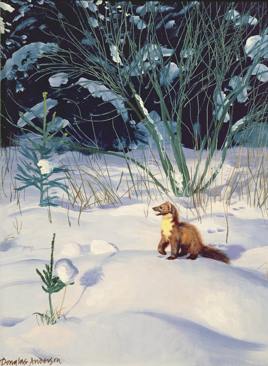 雪地松貂 作者 道格拉斯·安德森