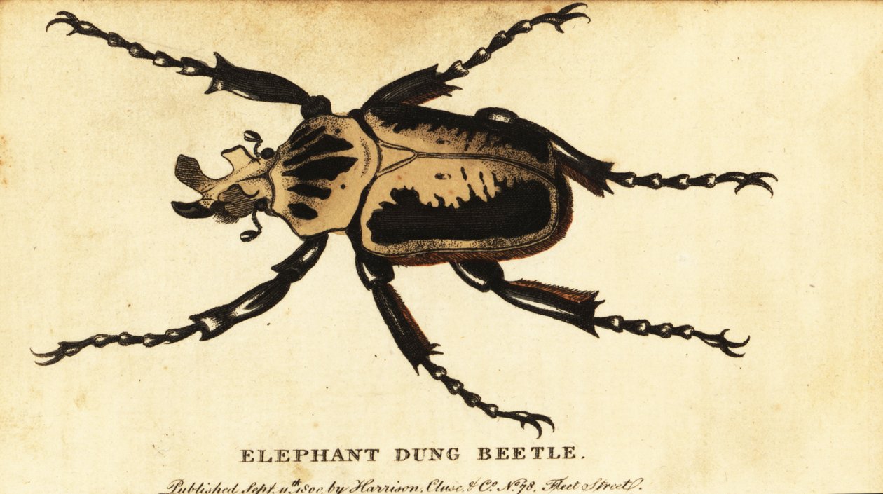 Royal goliath beetle, Goliathus regius.，1800 年（雕刻） 作者 德鲁·德鲁里