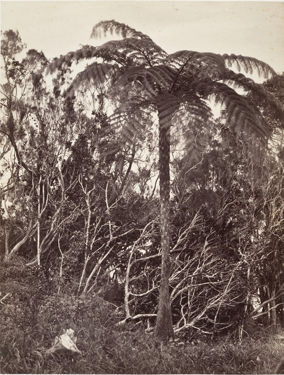 Fougère arborescente, 1863. 作者 德西雷·夏奈（DésiréCharnay）