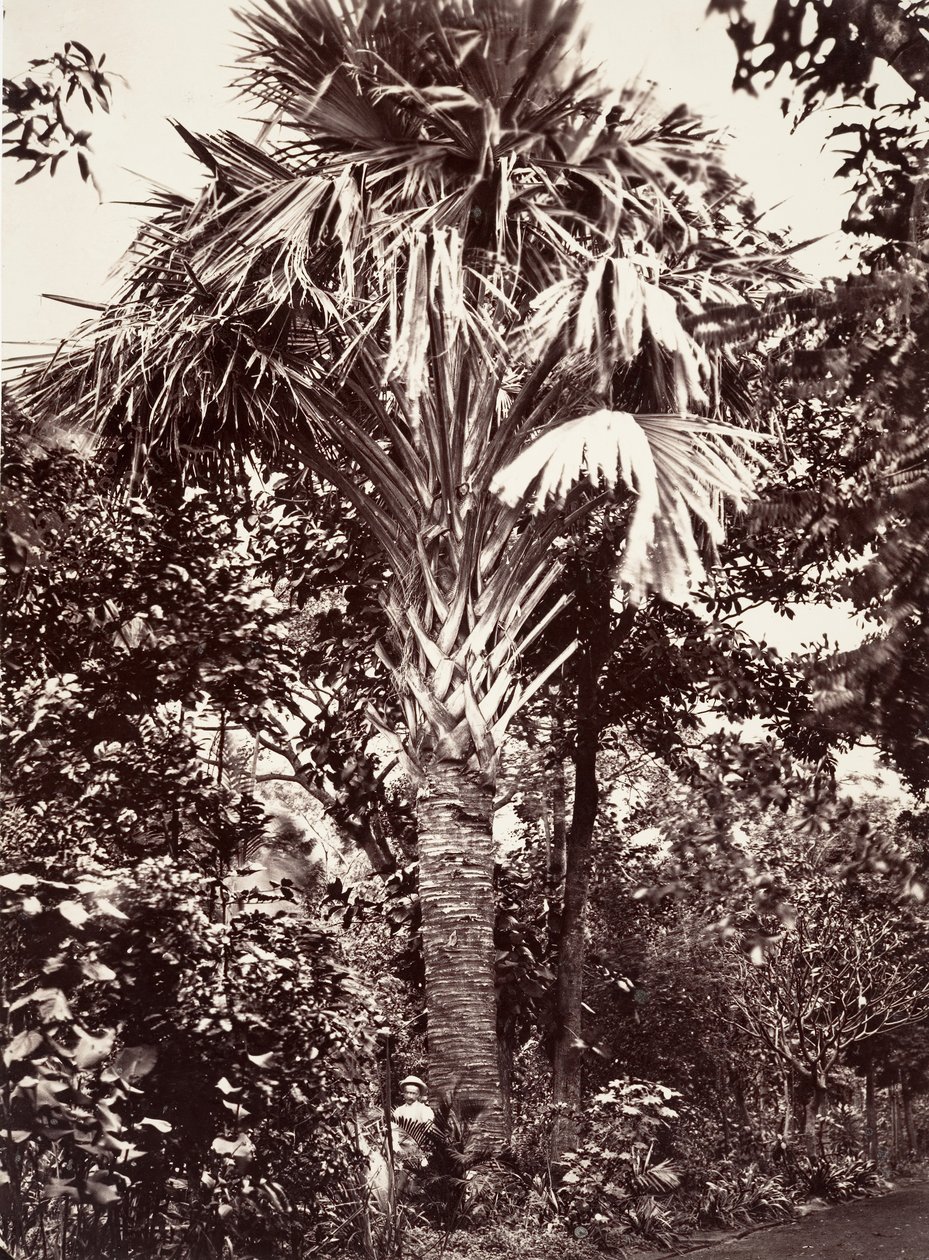 大拉塔尼耶，1863年。 作者 德西雷·夏奈（DésiréCharnay）
