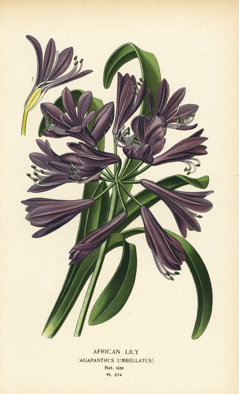 非洲百合，Agapanthus africanus (Agapanthus umbellatus)。 彩色平版印刷，出自 Desire Bois 的插图，出自爱德华·斯特普 (Edward Step) 最喜欢的花园和温室花卉，弗雷德里克·沃恩 (Frederick Warne)，伦敦 作者 Desire Georges Jean Marie Bois