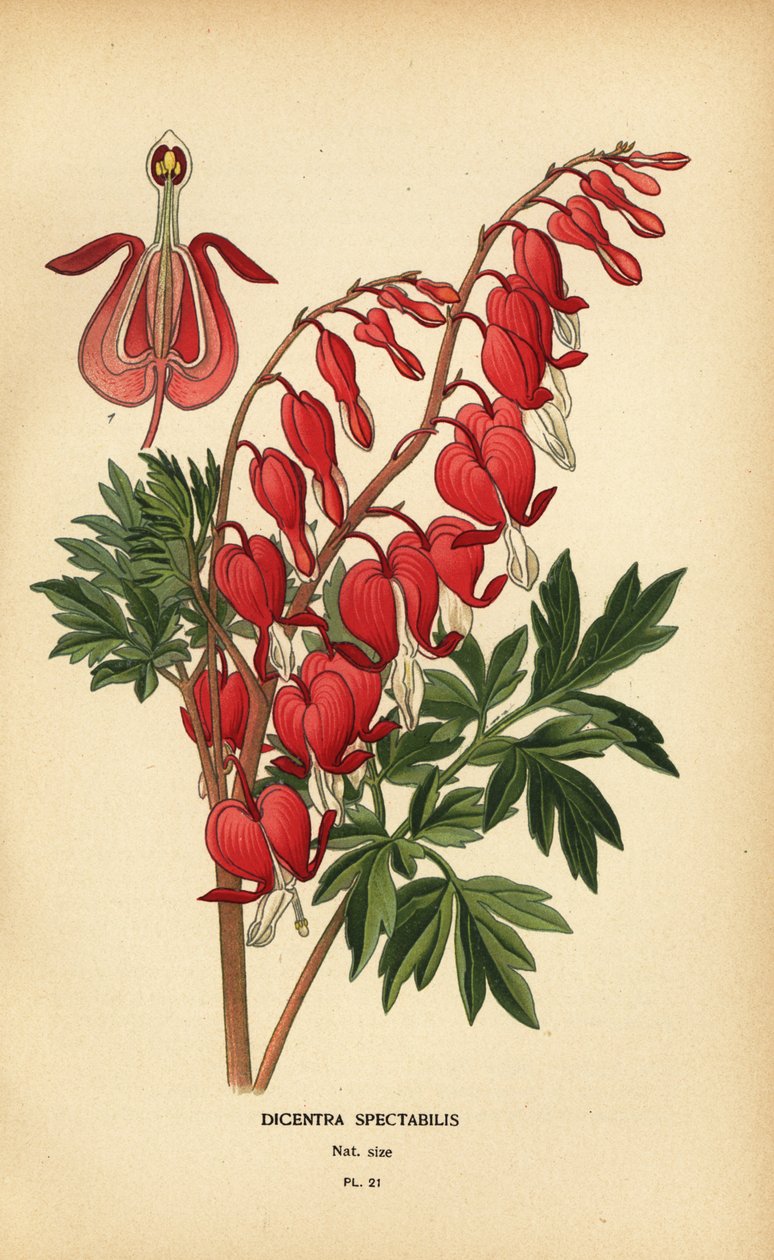 亚洲流血的心脏，Lamprocapnos spectabilis。 作者 Desire Georges Jean Marie Bois