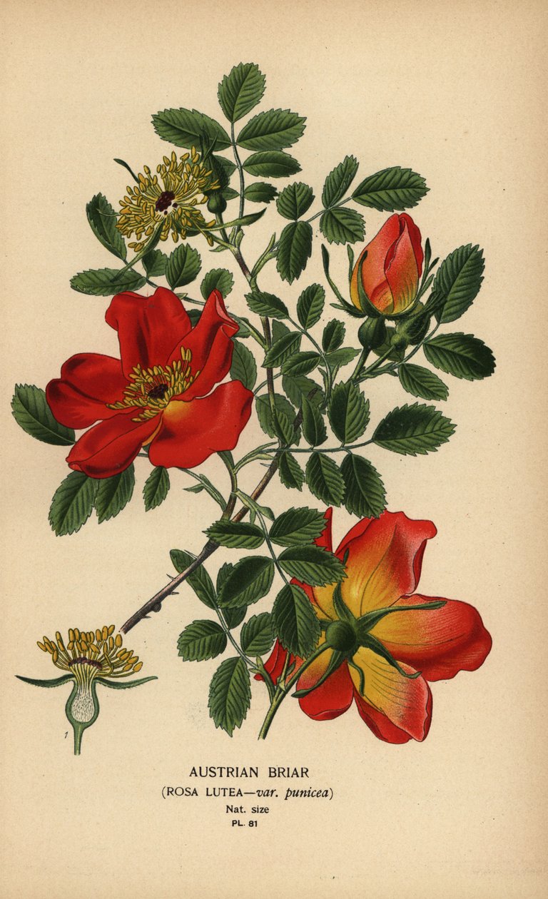 奥地利野蔷薇，Rosa utea var. 石榴。 作者 Desire Georges Jean Marie Bois