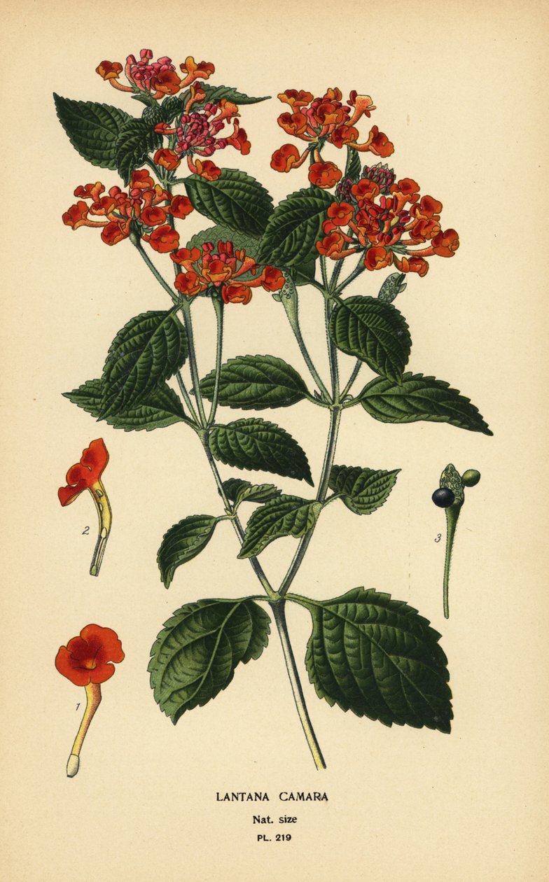 大鼠尾草、加纳利或痒痒果，Lantana camara。根据 Desire Bois 的插图绘制的变色版画，选自 Edward Step 的《花园和温室中最受欢迎的花》，Frederick Warne 出版社，伦敦 作者 Desire Georges Jean Marie Bois