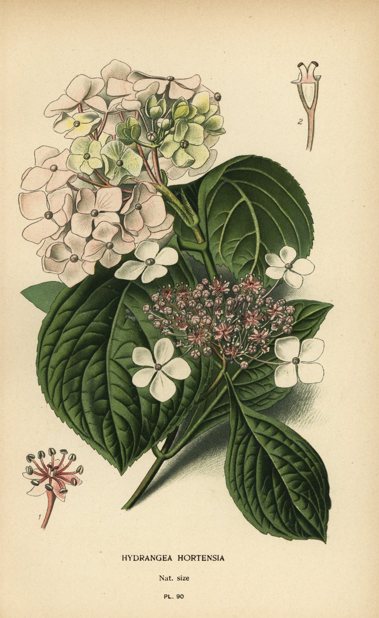大叶绣球花，Hydrangea macrophylla。 作者 Desire Georges Jean Marie Bois